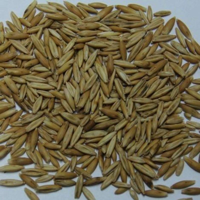 燕麦种子边锋燕麦牧草种子高产量饲料高营养热卖春秋季种植