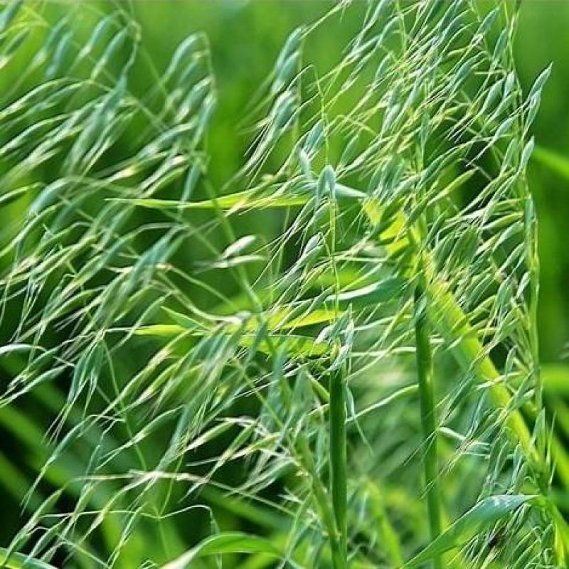 燕麦种子边锋燕麦牧草种子高产量饲料高营养热卖春秋季种植