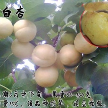 银白杏苗基地直销量大优惠保质保量死苗补发