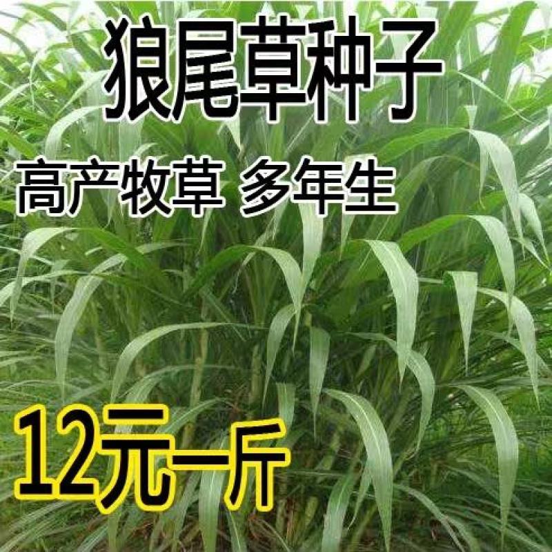 牧草种子狼尾草种子高产供草期长多次刈割禽畜牧草