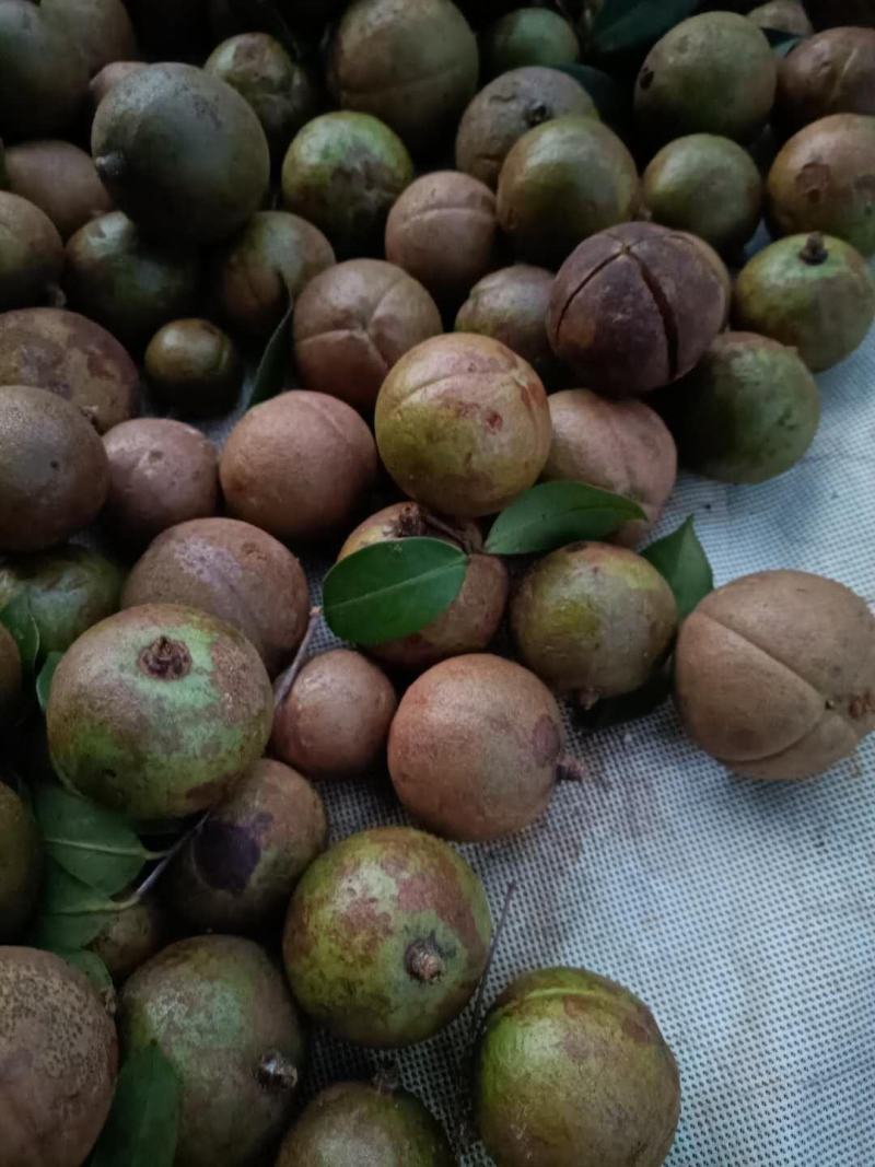 油茶杯苗，大果油茶苗，基地直供批发，油茶营养小杯苗