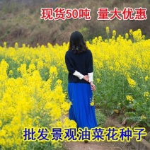 油菜花种子高产油菜籽四季播观赏蜜源植物鸟食榨油原料包