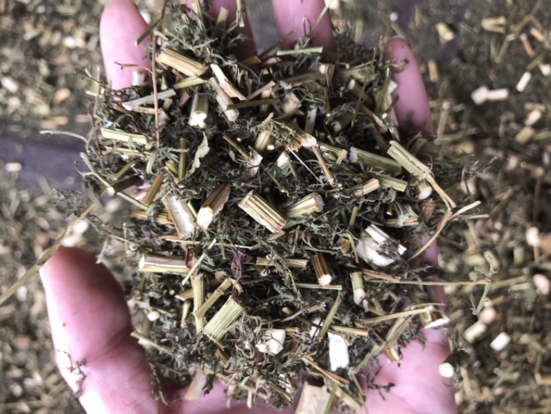 青蒿保庆药业批发青蒿草发货如图！发货前过筛！