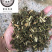 青蒿保庆药业批发青蒿草发货如图！发货前过筛！