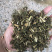 青蒿保庆药业批发青蒿草发货如图！发货前过筛！