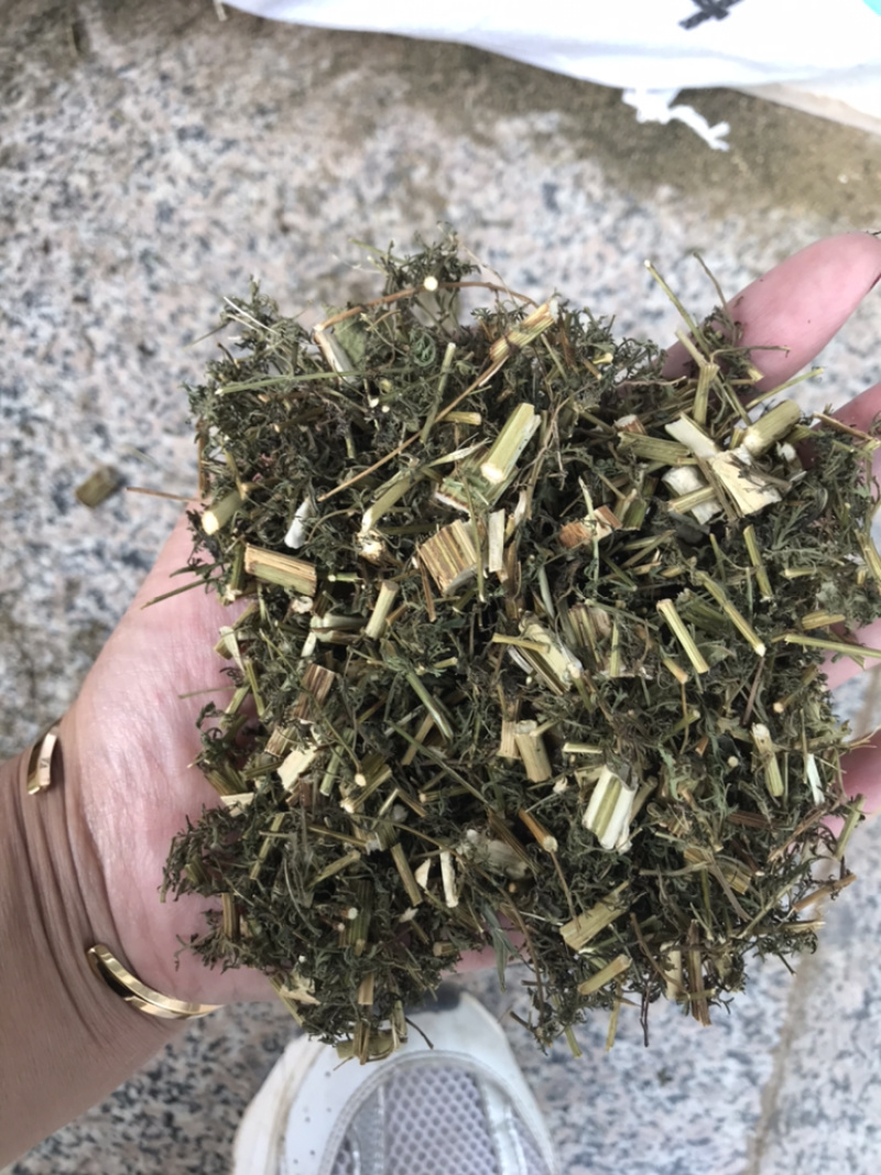 青蒿保庆药业批发青蒿草发货如图！发货前过筛！