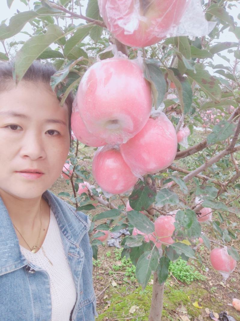 陕西礼泉老树精品膜袋红富士苹果产地直供一手货源
