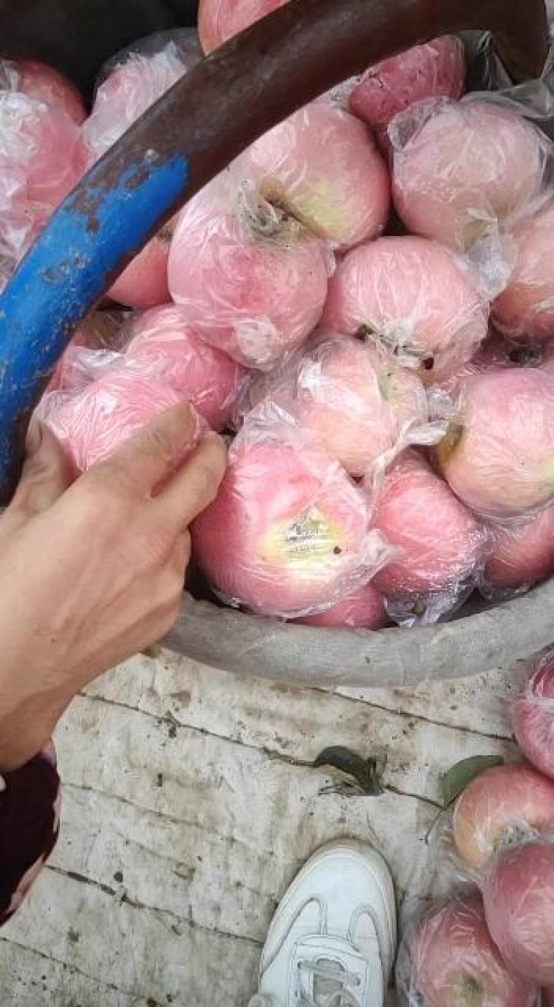陕西礼泉老树精品膜袋红富士苹果产地直供一手货源