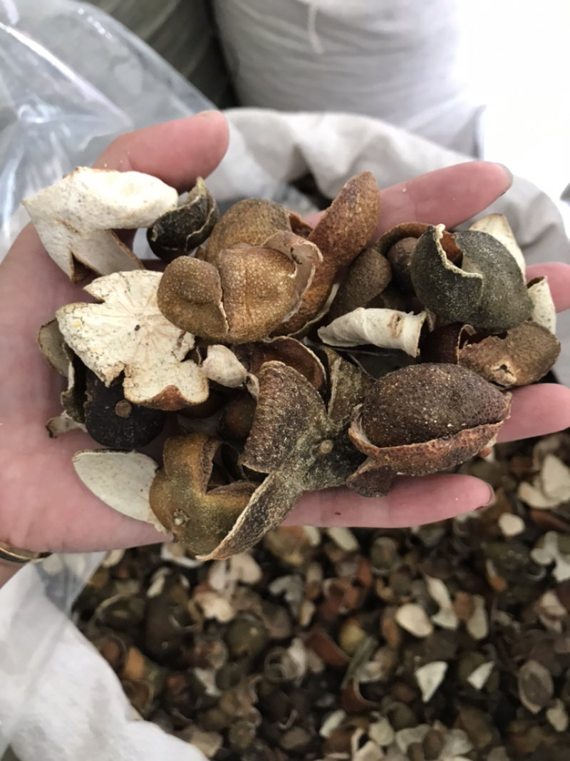 四花青皮青皮橘子皮小四花青皮新货四花青实物拍摄