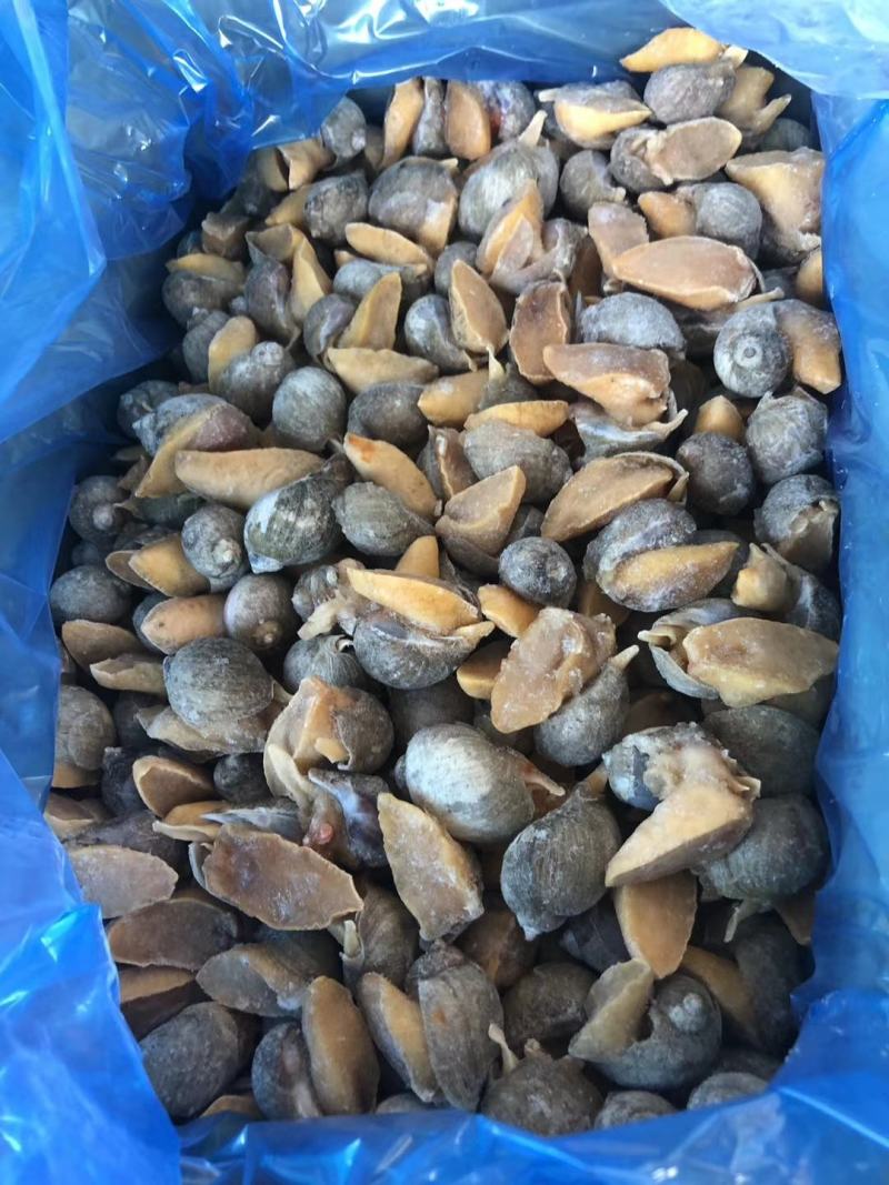 黄金鲍螺黄海珍珠鲍螺老婆脚海螺玉螺海鲜贝