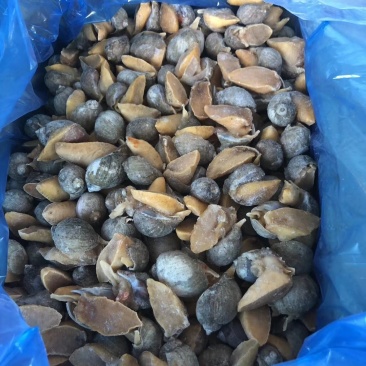 黄金鲍螺黄海珍珠鲍螺老婆脚海螺玉螺海鲜贝