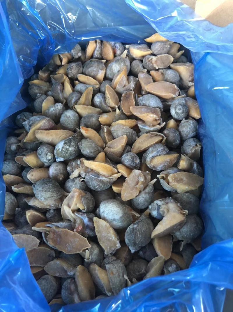 黄金鲍螺黄海珍珠鲍螺老婆脚海螺玉螺海鲜贝