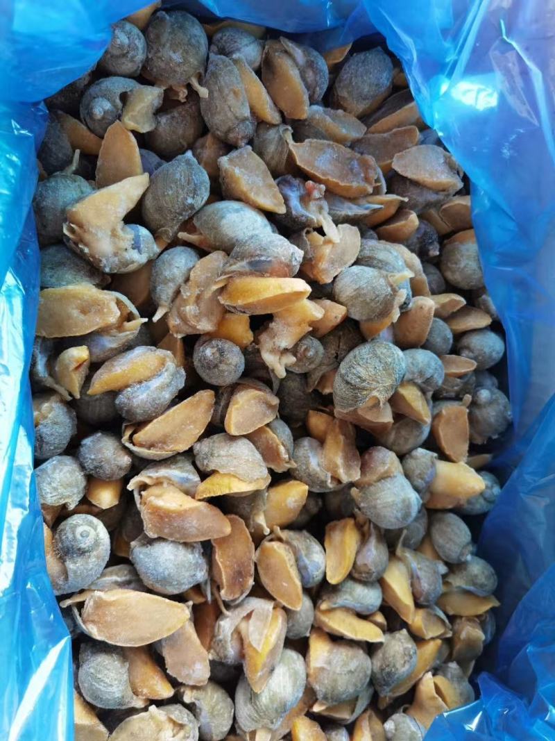 黄金鲍螺黄海珍珠鲍螺老婆脚海螺玉螺海鲜贝