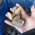 黄金鲍螺黄海珍珠鲍螺老婆脚海螺玉螺海鲜贝