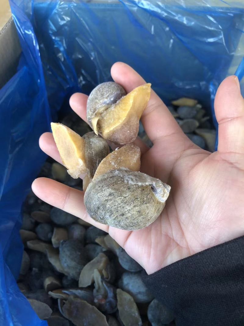 黄金鲍螺黄海珍珠鲍螺老婆脚海螺玉螺海鲜贝