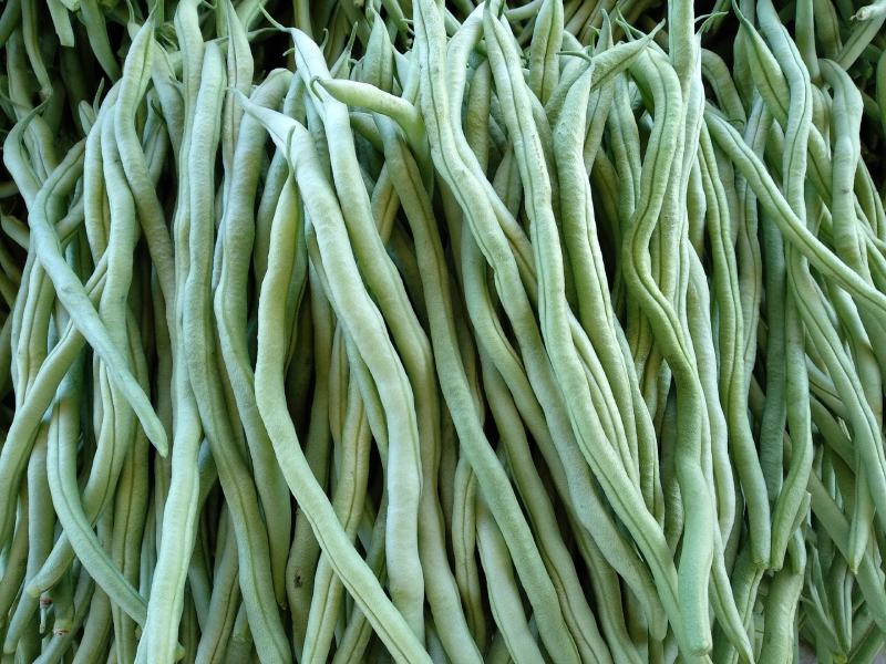 优质绿无丝豆角（俗称无筋豆），质优价廉！美美滴！！！