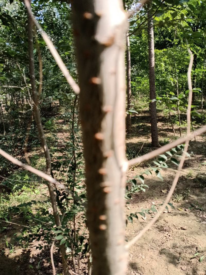 小叶直杆榆树苗，白榆树苗，一年生丶二年生树苗，量大优惠