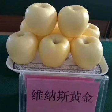 维纳斯黄金苹果苗品种纯正基地直销死苗补发