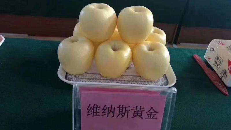 维纳斯黄金苹果苗品种纯正基地直销死苗补发