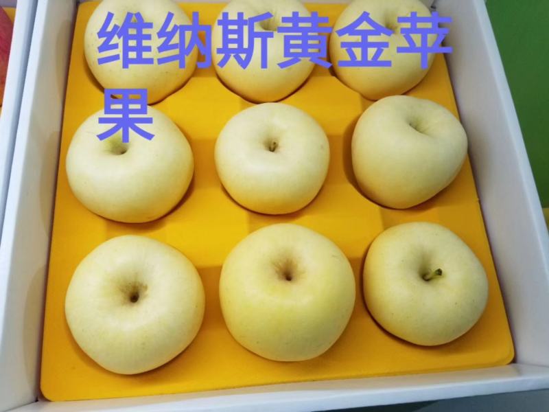 维纳斯黄金苹果苗品种纯正基地直销死苗补发