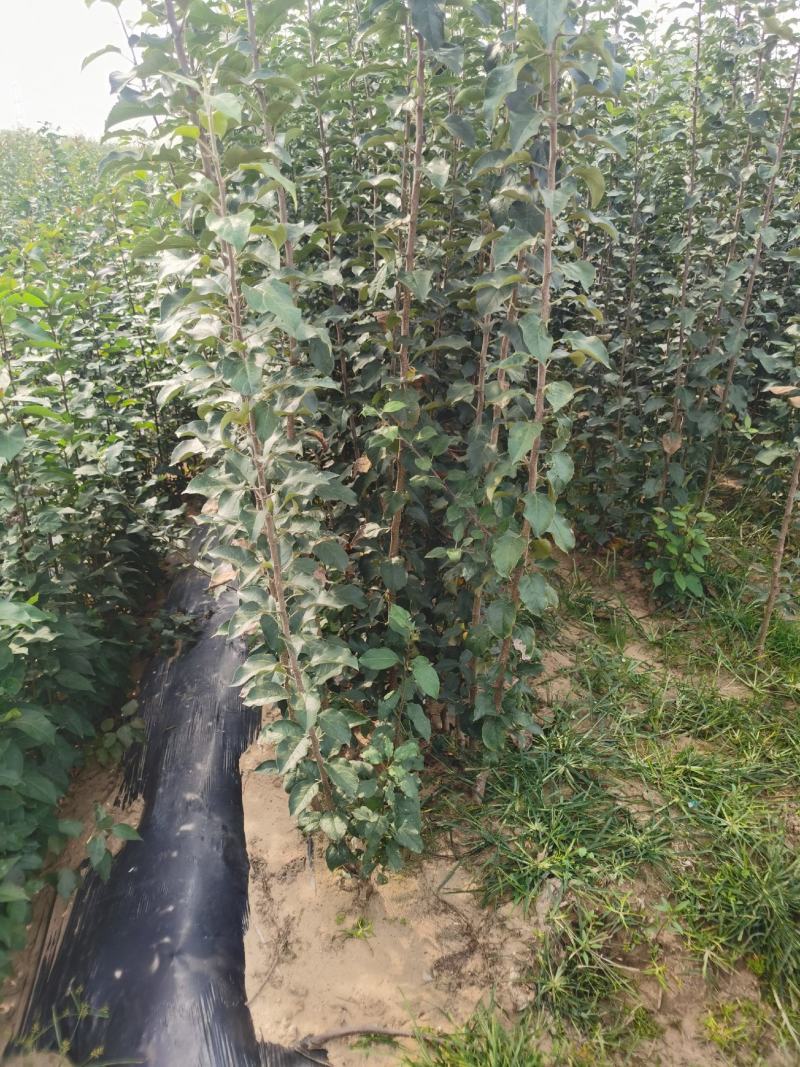 维纳斯黄金苹果苗品种纯正基地直销死苗补发