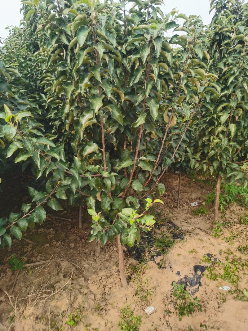 维纳斯黄金苹果苗品种纯正基地直销死苗补发
