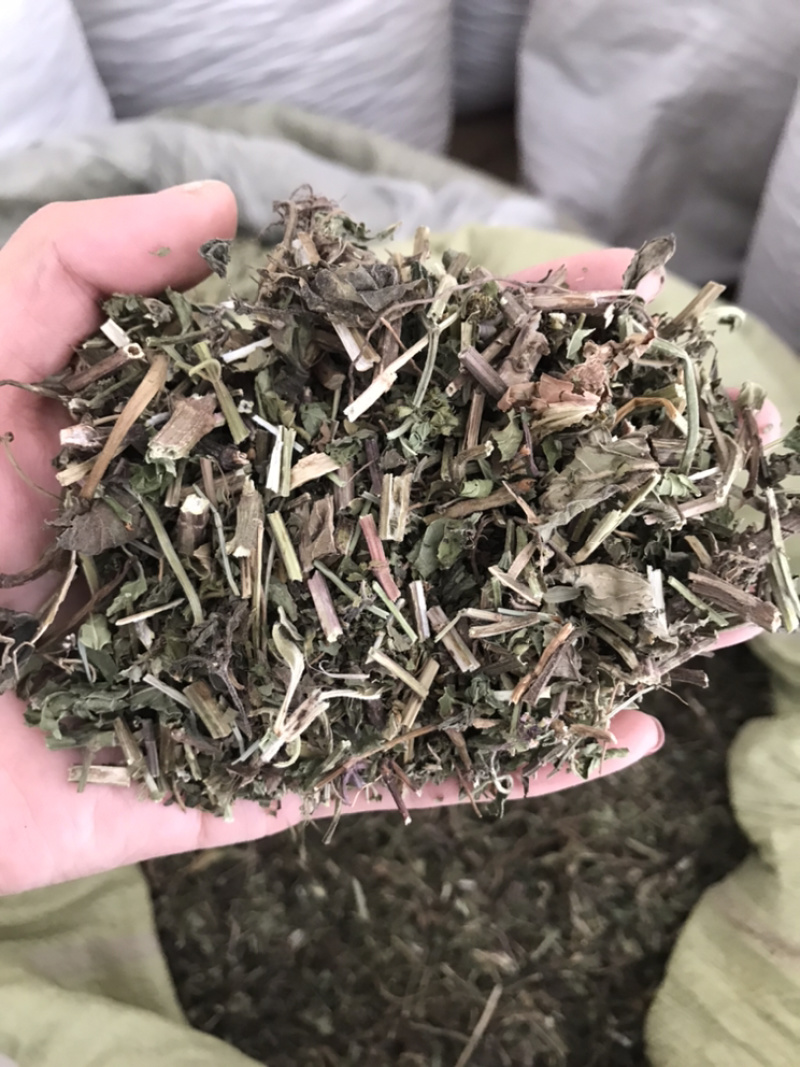 薄荷带叶薄荷干货薄荷保庆药业正品无硫实物拍摄