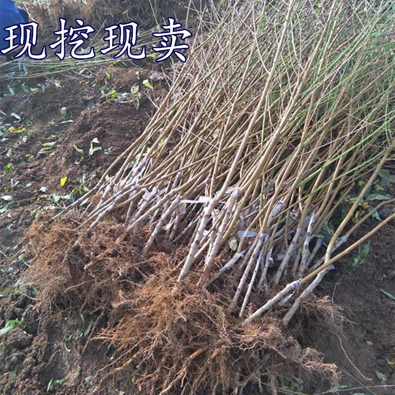 巨型冬桃树苗包成活包品种死苗补发提供技术