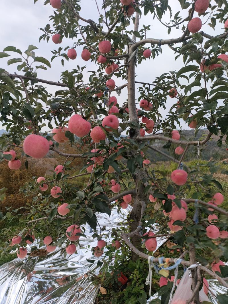 安山海城寒富苹果大量上市价钱平稳欢迎前来采购