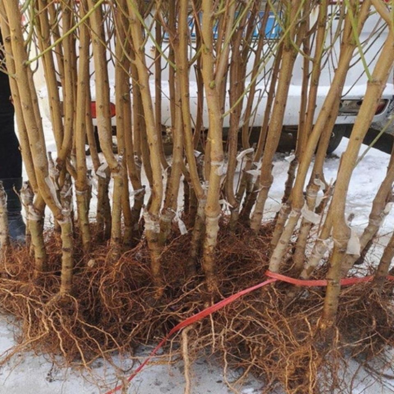 巨型冬桃树苗包成活包品种死苗补发提供技术