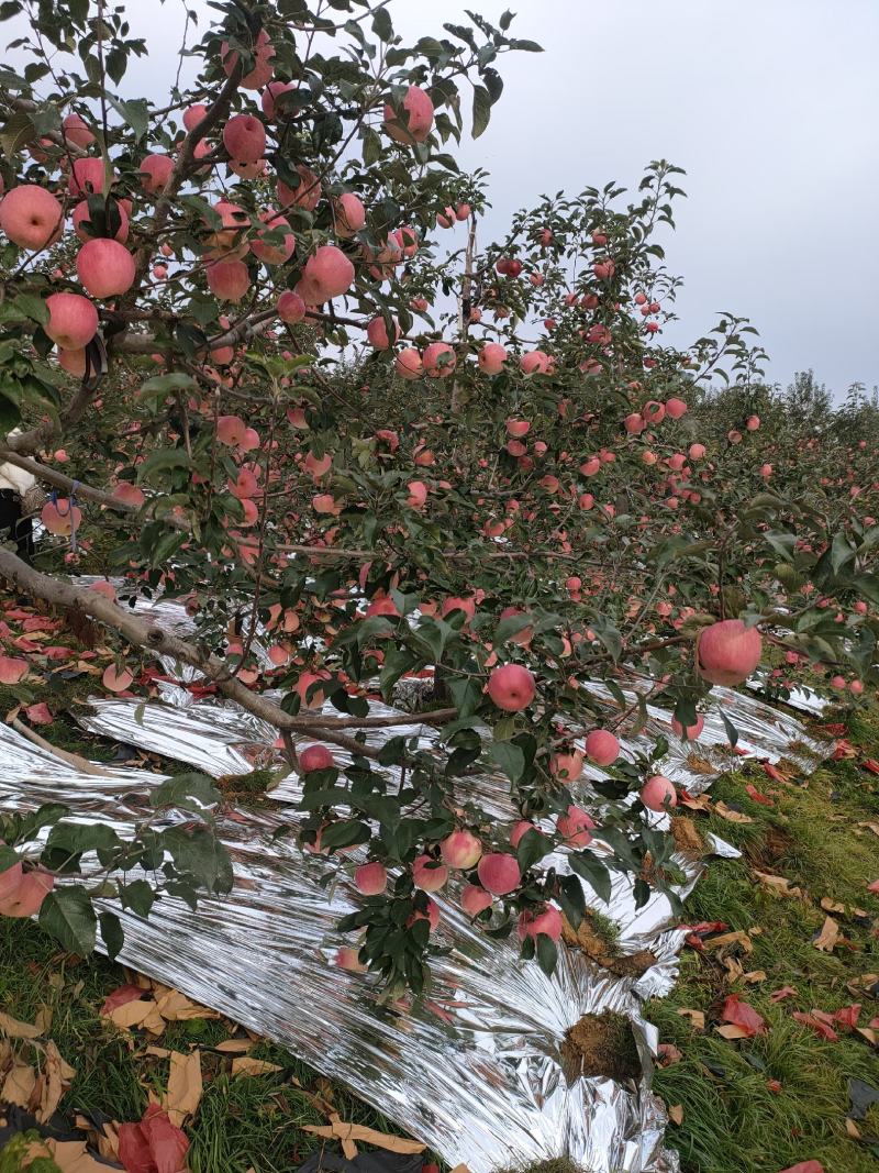 安山海城寒富苹果大量上市价钱平稳欢迎前来采购