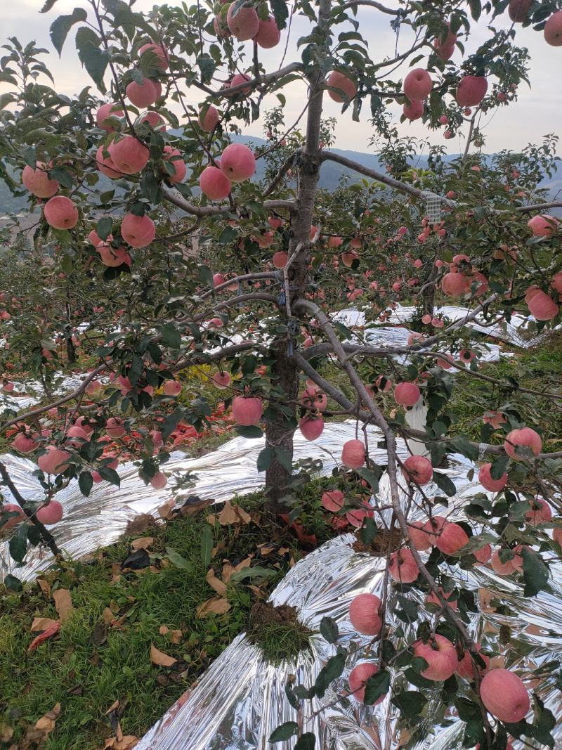 安山海城寒富苹果大量上市价钱平稳欢迎前来采购