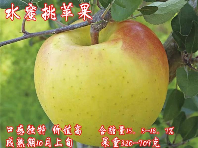 水蜜桃苹果苗基地直销品种纯正假一赔十死苗补发