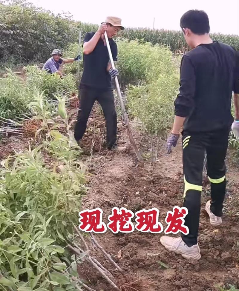 冬桃苗早熟品种保证品种包邮现挖现发基地直销