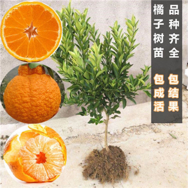 不之火柑桔苗死苗补发成活率高包品种