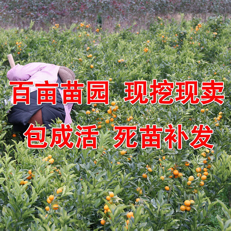 脆皮金桔苗现挖现发包品种死苗补发提供技术