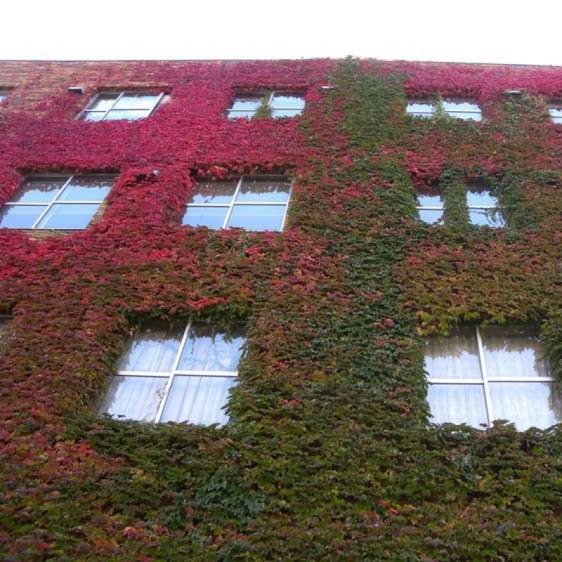 爬山虎种子四季常青爬山虎种籽室内爬藤植物种子庭院攀援花卉