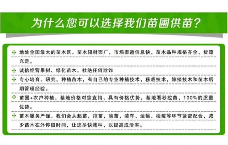 黄金油蟠桃苗现挖现发包品种包成活提供技术