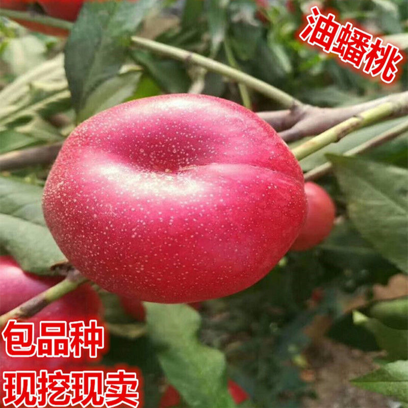 油蟠桃苗现挖现发各种规格包品种死苗补发