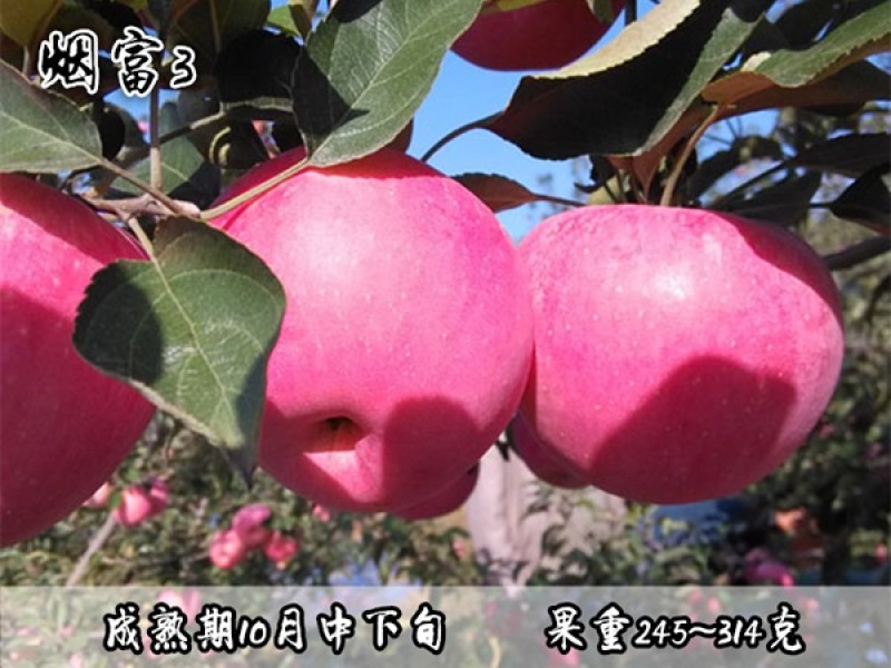 烟富3苹果苗基地直销品种纯正保质保量死苗补发