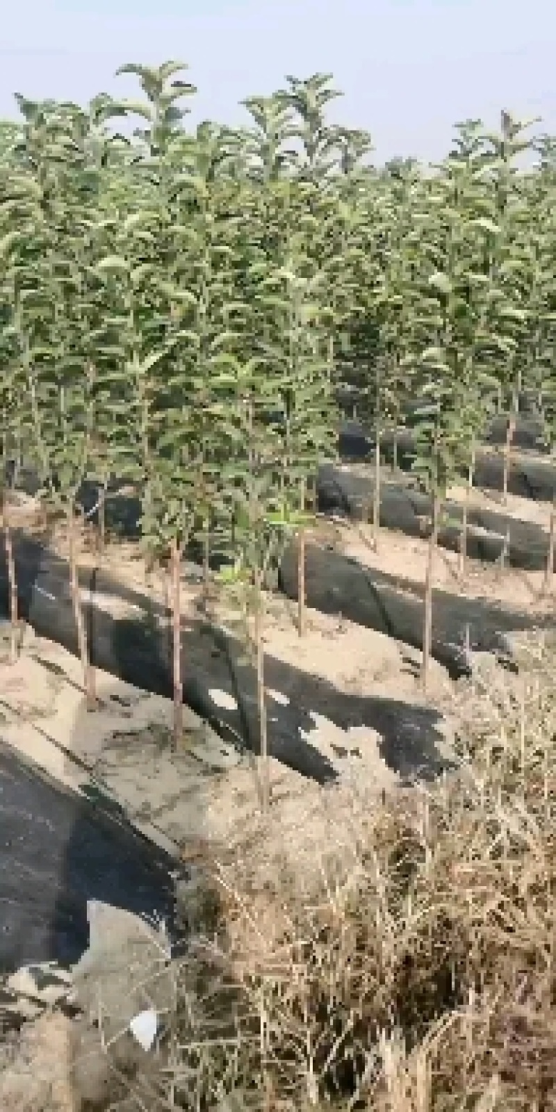 烟富3苹果苗基地直销品种纯正保质保量死苗补发