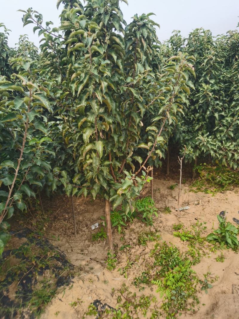 烟富3苹果苗基地直销品种纯正保质保量死苗补发