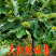 大红袍板栗苗现挖现发品种纯正死苗补发
