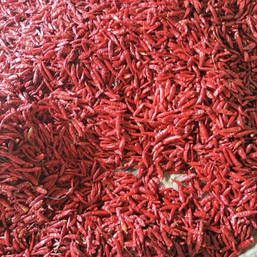 河南干辣椒,河南小辣椒,河南三樱椒,河南辣椒代办代发