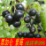 黑加仑苗现挖现发基地直供包品种包成活