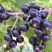 黑加仑苗现挖现发基地直供包品种包成活