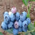 蓝丰蓝莓苗现挖现发基地直供包品种死苗补发