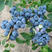 蓝丰蓝莓苗现挖现发基地直供包品种死苗补发