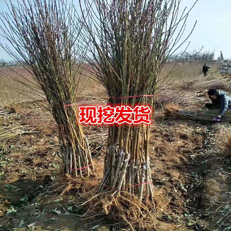 大红桃苗现挖现发包品种包成活基地直销