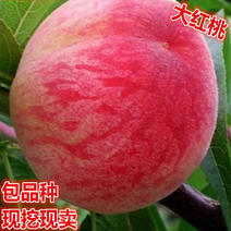 大红桃苗现挖现发包品种包成活基地直销